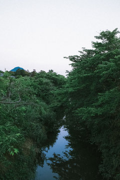 Stream flowing through rows of trees