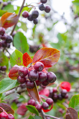 Chokeberry grows on a Bush in late summer