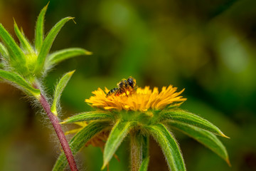 Fototapeta premium Image of bee or honeybee on yellow flower collects nectar. Golden honeybee on flower pollen with space blur background for text. Insect. Animal