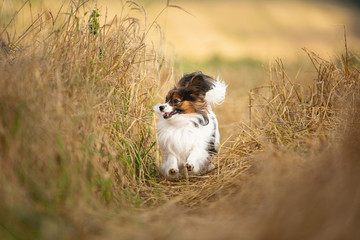 Happy and crazy papillon dog running fast in the field. Cute dog breed continental toy spaniel having fun outdoors