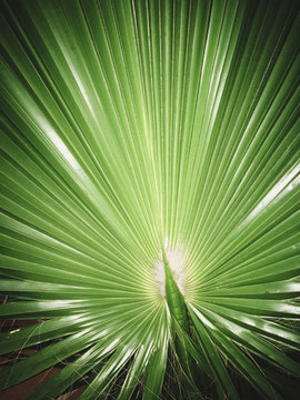 Close up of dwarf palmetto