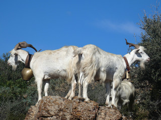 Obraz premium Caprette al pascolo