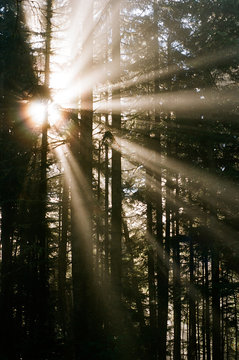 Woods in beams of sunrays