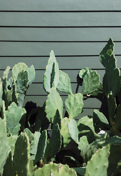 Eastern prickly pear growing outdoors