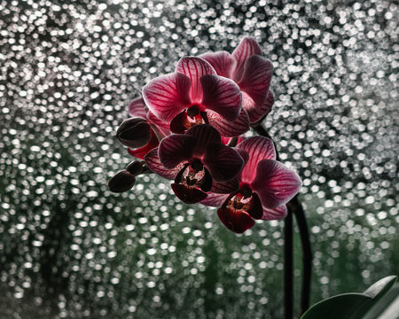 Blooming Red Orchid Flower