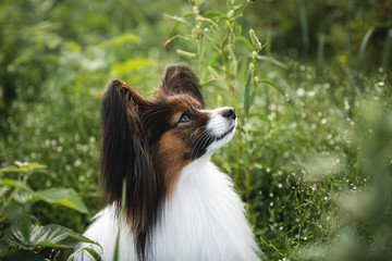 Gorgeous papillon dog sitting in the field in fall. Profile portrait of Continental toy spaniel outdoors