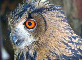 Naklejka premium Vintage photo of owl