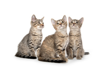 Fototapeta na wymiar Three tabby kittens looking up