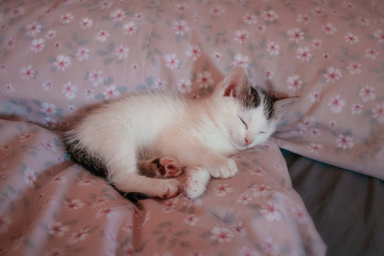 White kitten sleeping on floral patterned pillow