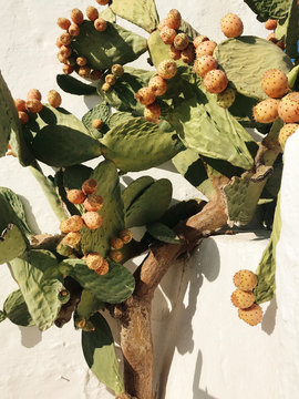 Prickly pear cactus on wall