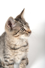 Cute tabby kitten looking up © Tony Campbell