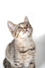 Cute tabby kitten looking up