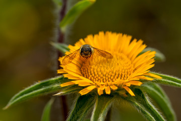 Image of bee or honeybee on yellow flower collects nectar. Golden honeybee on flower pollen with space blur background for text. Insect. Animal