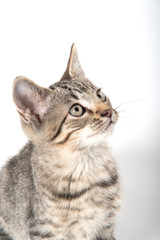 Cute tabby kitten looking up