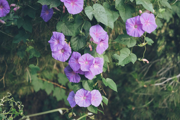 Close up view of purple morning glory