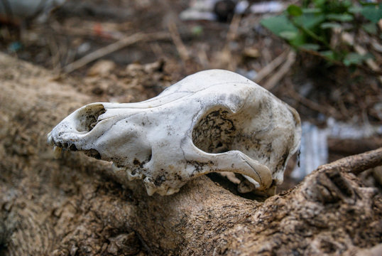 Close up of animal skull on log