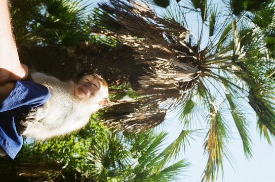 Low angle view of monkey sitting on man's hand