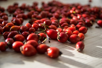 Bunch of red rosehip. Rosehip ready for drying.