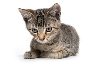 Obraz premium Cute tabby kitten resting on white