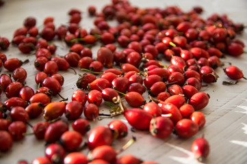 Bunch of red rosehip. Rosehip ready for drying.