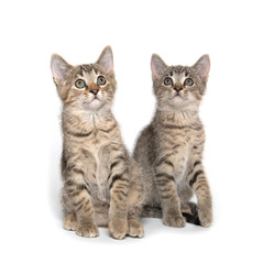 Obraz premium Dwa słodkie kocięta patrząc w górę