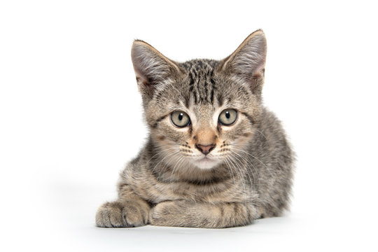Cute tabby kitten resting on white
