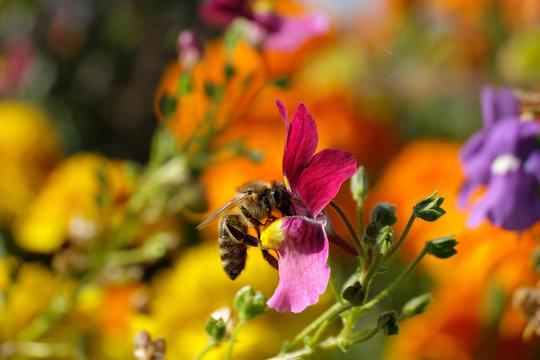 Bee on pink blossom - Stockphoto