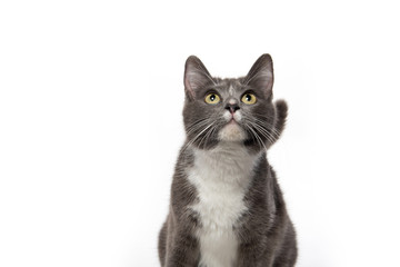 Adult white and gray cat