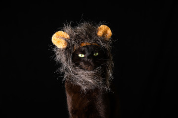 Black cat wearing a cosplay bear furry head piece against a dark background