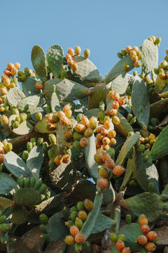 Low angle view of cactus with fruit