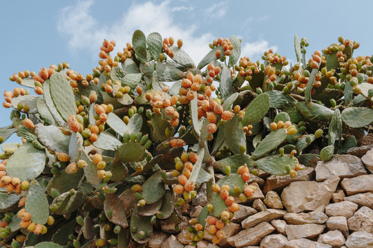 Low angle view of cactus fruit on stones