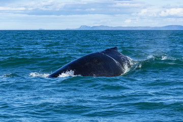 Fototapeta premium Humpback whale swimming in Canada in the Saint-Laurent gulf, back of the whale diving 