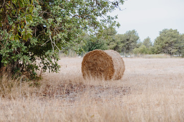 Bundle of hay bale in field