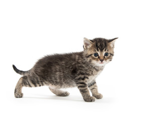 Cute baby tabby kitten on white