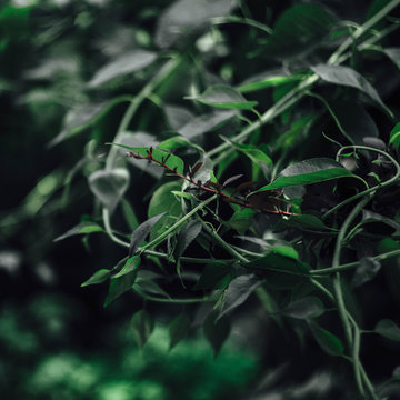 Close up of climbers