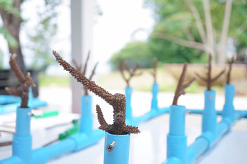 Coral renewal or Coral conservation. Concept of saving the environment by plantation of the coral reef. © enchanted_fairy