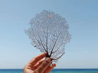 Close up view of dried sea fan coral