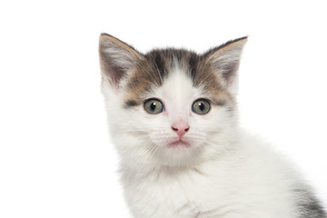 Fototapeta na wymiar Cute white tabby kitten on white
