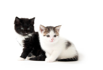 Two cute kittens on white