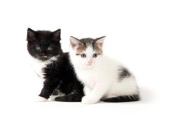 Fototapeta na wymiar Two cute kittens on white