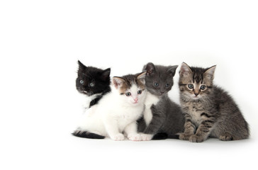 Four cute kittens on white
