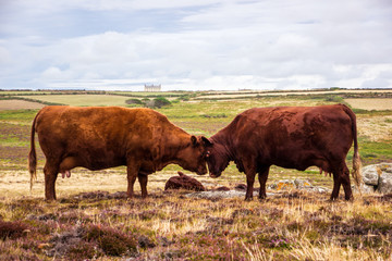 Cows on a field in England