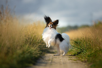 Happy and crazy papillon dog jumping in the field. Cute and funny dog breed continental toy spaniel having fun outdoors - obrazy, fototapety, plakaty