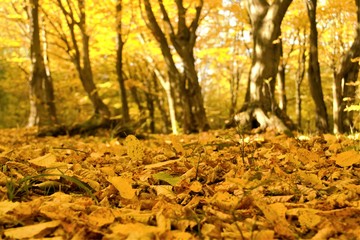 Naklejka na ściany i meble fallen foliage in the autumn forest