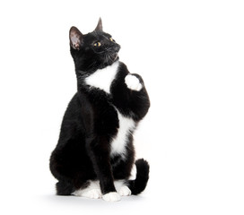 black and white tuxedo cat