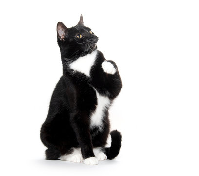black and white tuxedo cat - Powered by Adobe