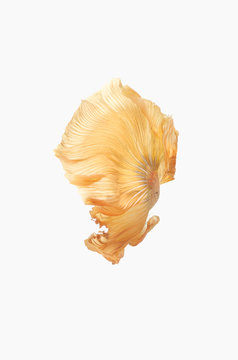 Yellow Siamese fighting fish