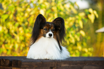 Beautiful papillon dog lying on the wooden bench in the park in bright fall. Continental toy spaniel outdoors. Close-up