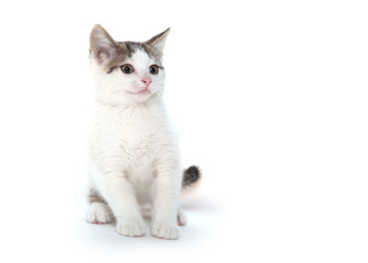 Cute white kitten on white background
