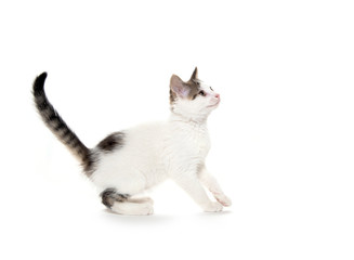 Cute white kitten on white background